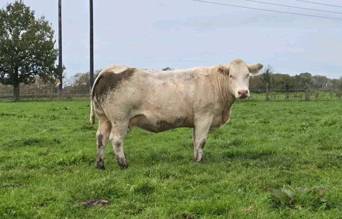 Springer Sale Ballinasloe Mart 24/10/26 - Image 2