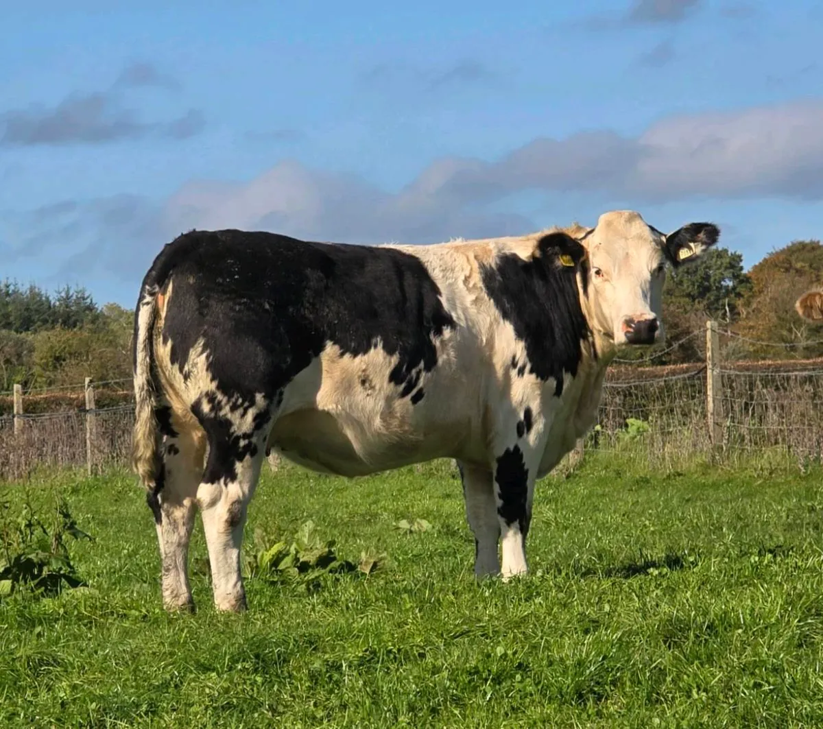 Springer Sale Ballinasloe Mart 24/10/26 - Image 3