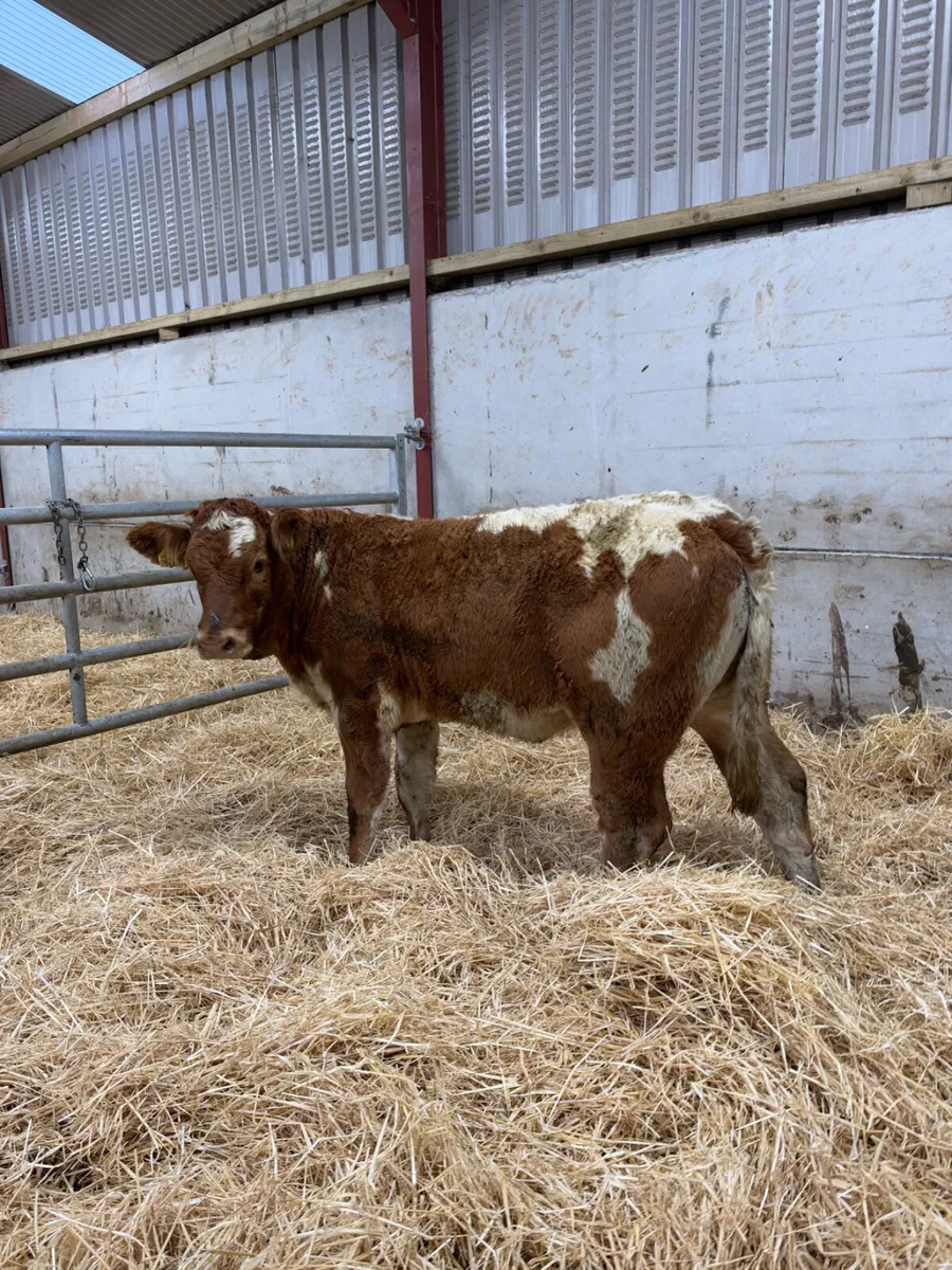 Roaned lim heifer - Image 4