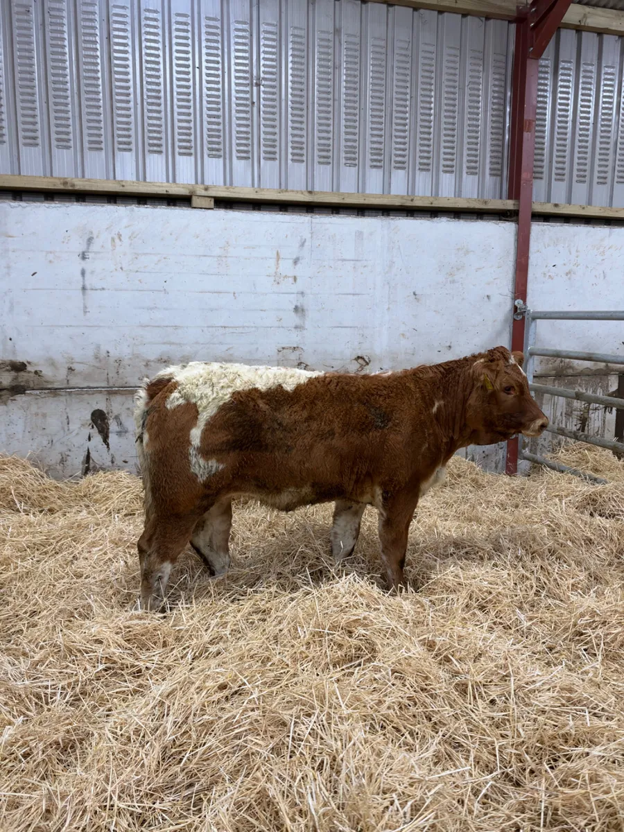 Roaned lim heifer - Image 3