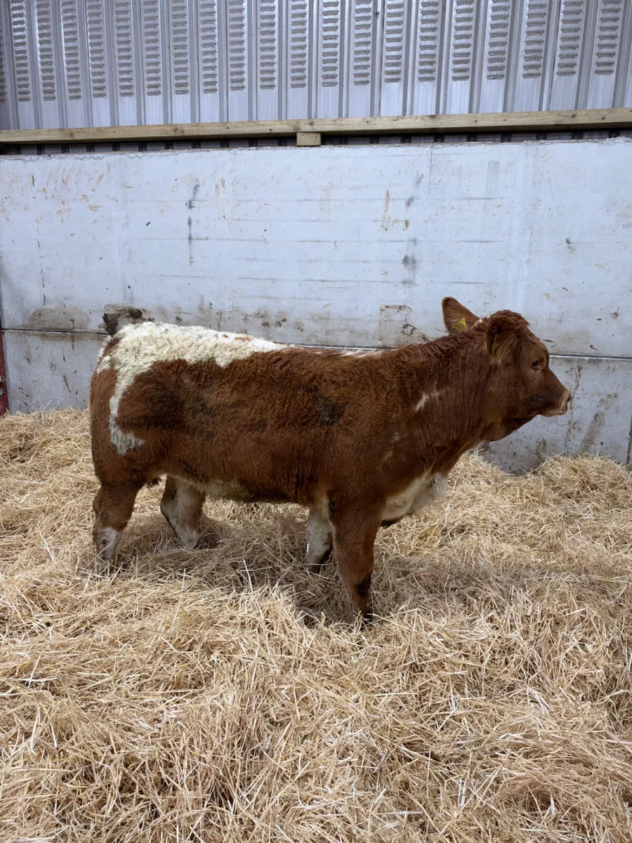 Roaned lim heifer - Image 2
