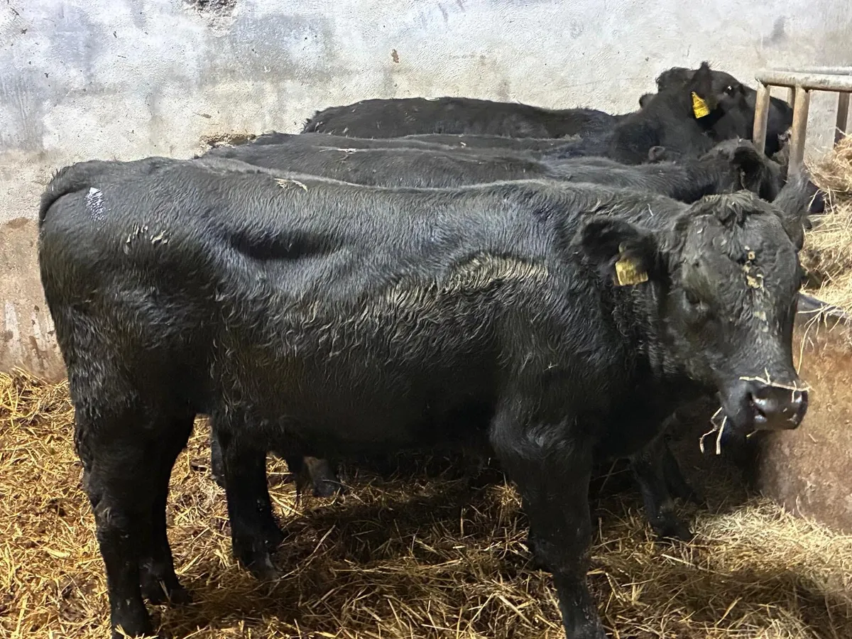 Super 300Kg Aberdeen Angus Bull Weanlings - Image 1
