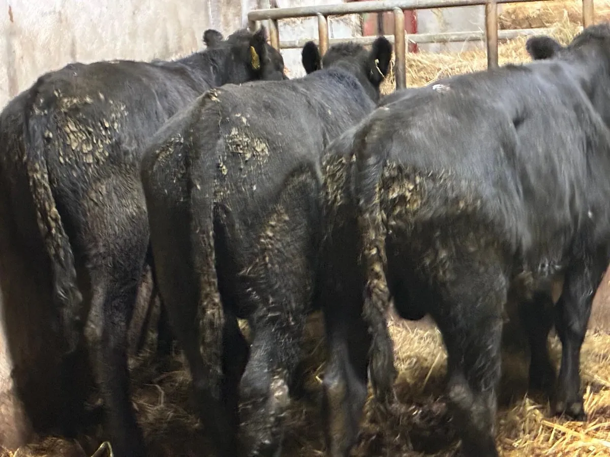 Super 300Kg Aberdeen Angus Bull Weanlings - Image 2