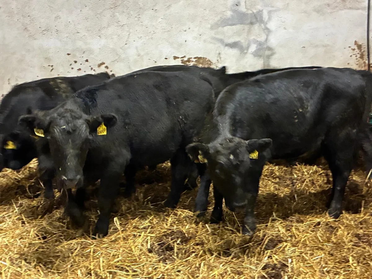 Super 300Kg Aberdeen Angus Bull Weanlings - Image 3