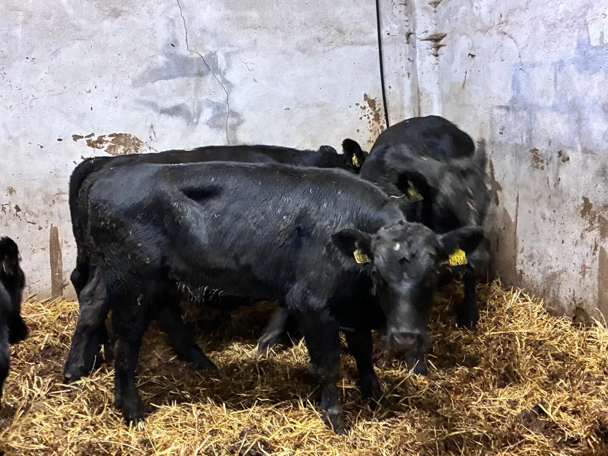 Super 300Kg Aberdeen Angus Bull Weanlings - Image 4