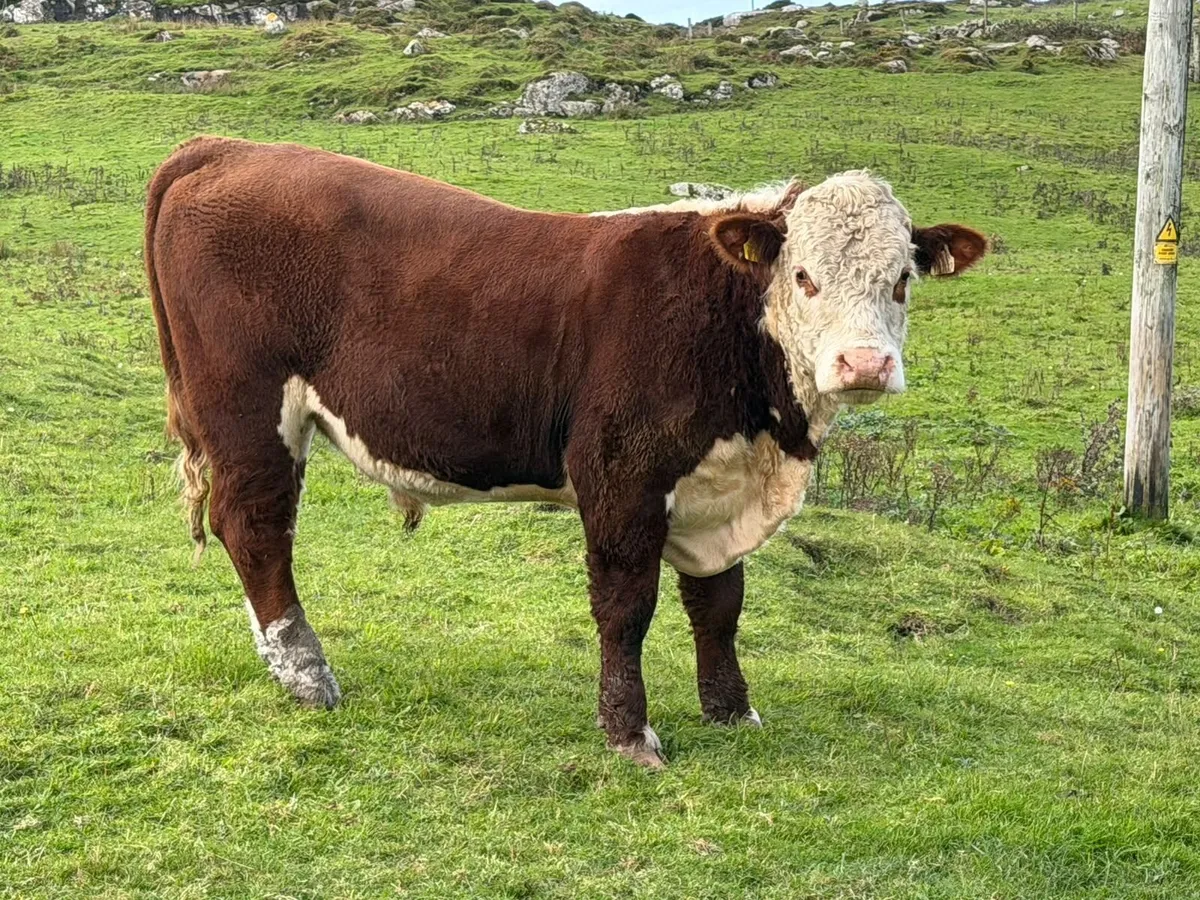 Bull - Image 1