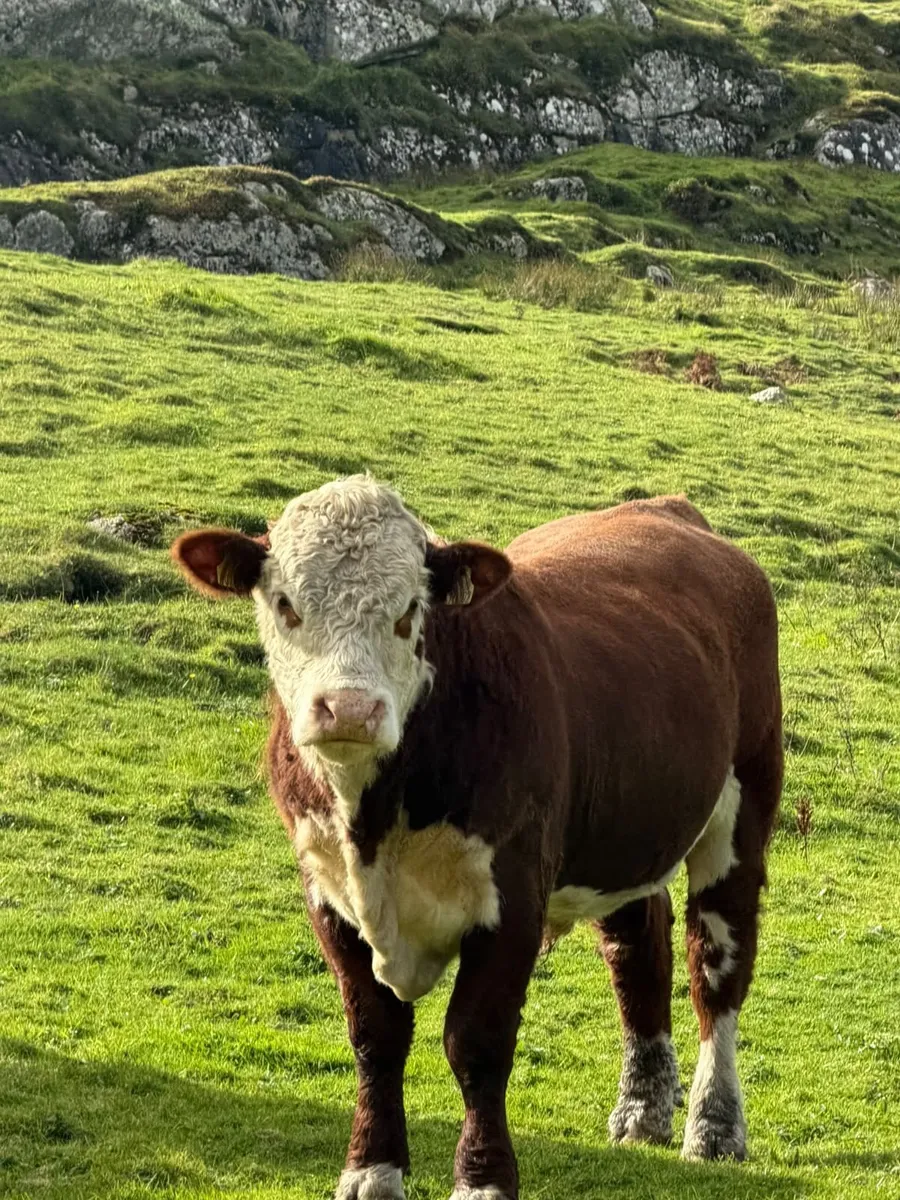 Bull - Image 3