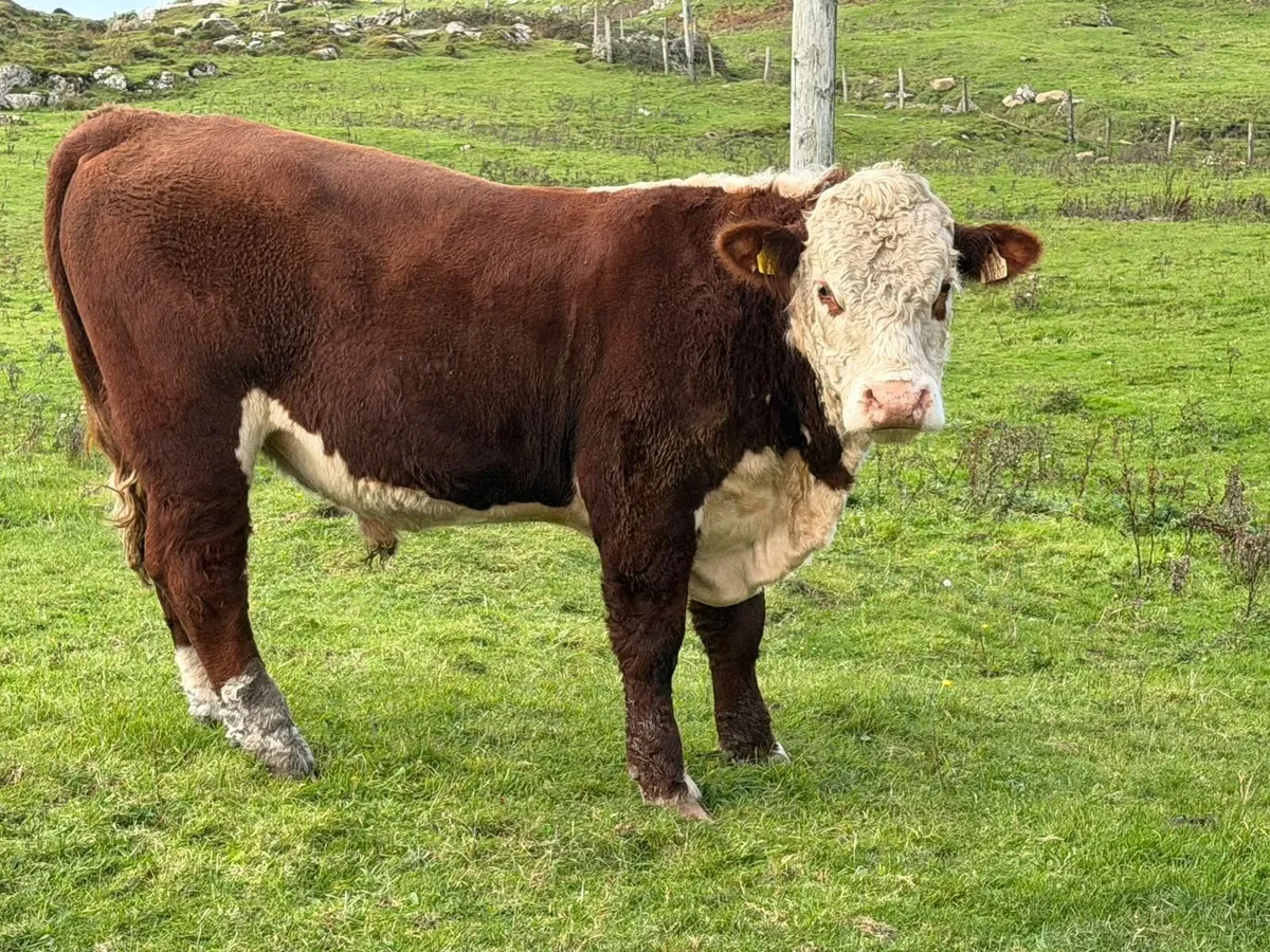 Bull - Image 2
