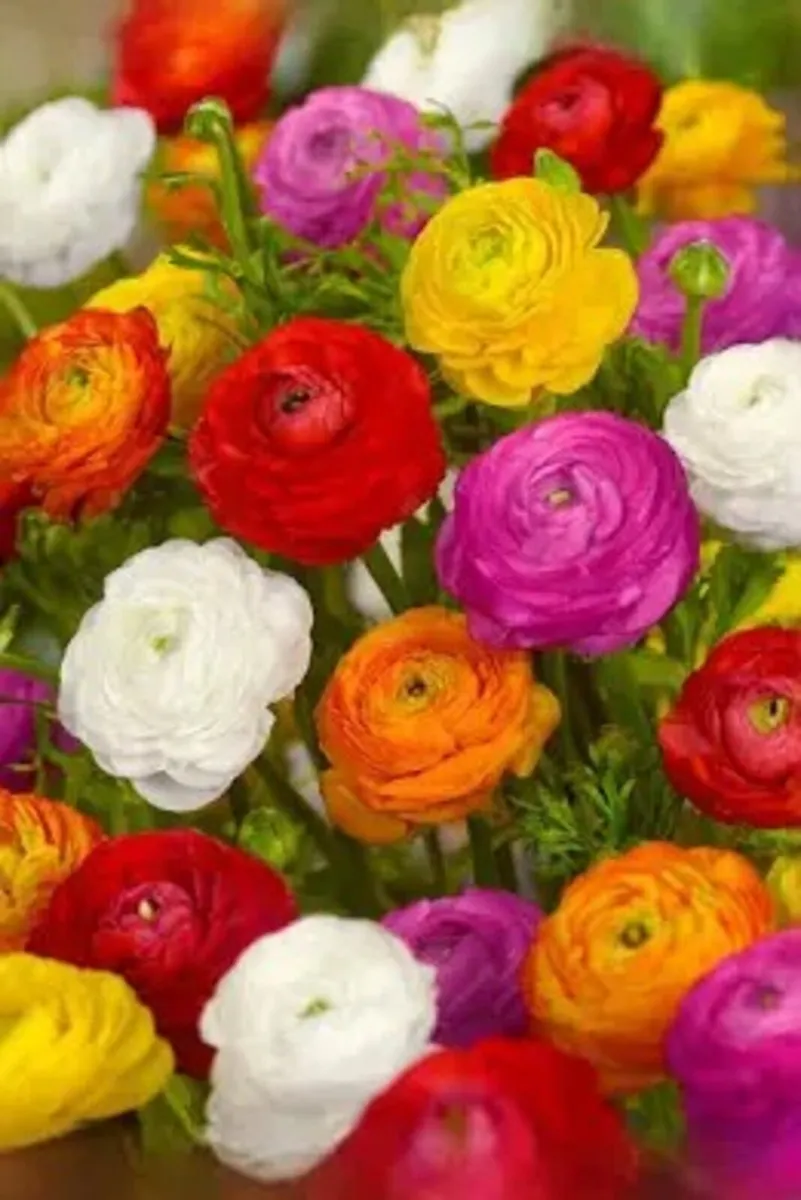 Garden Bulbs - Image 1
