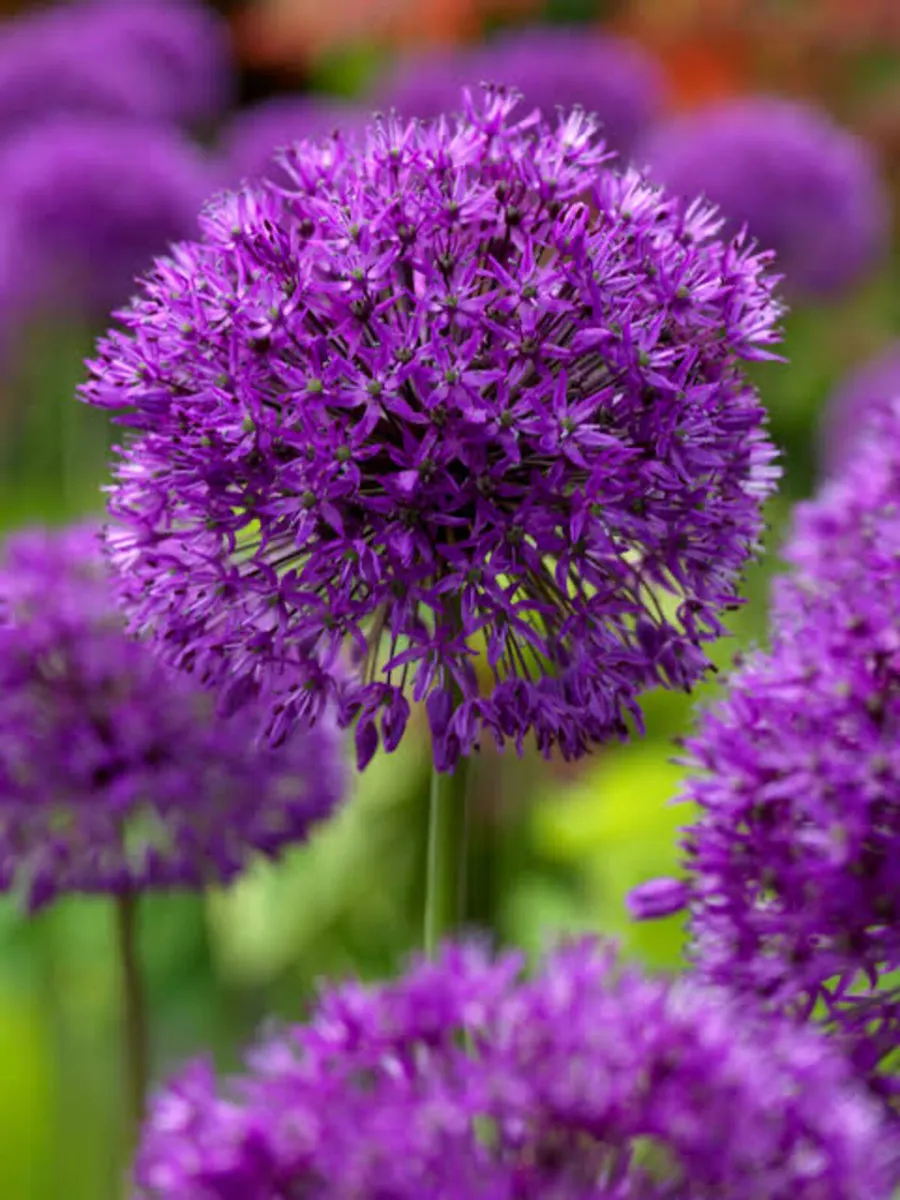 Garden Bulbs - Image 2