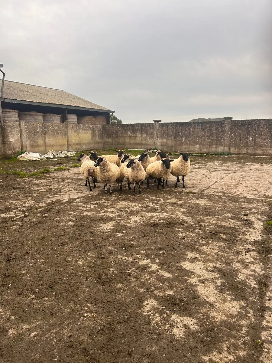 Sheep  for sale - Image 1
