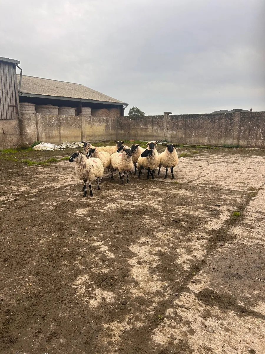 Sheep  for sale - Image 2
