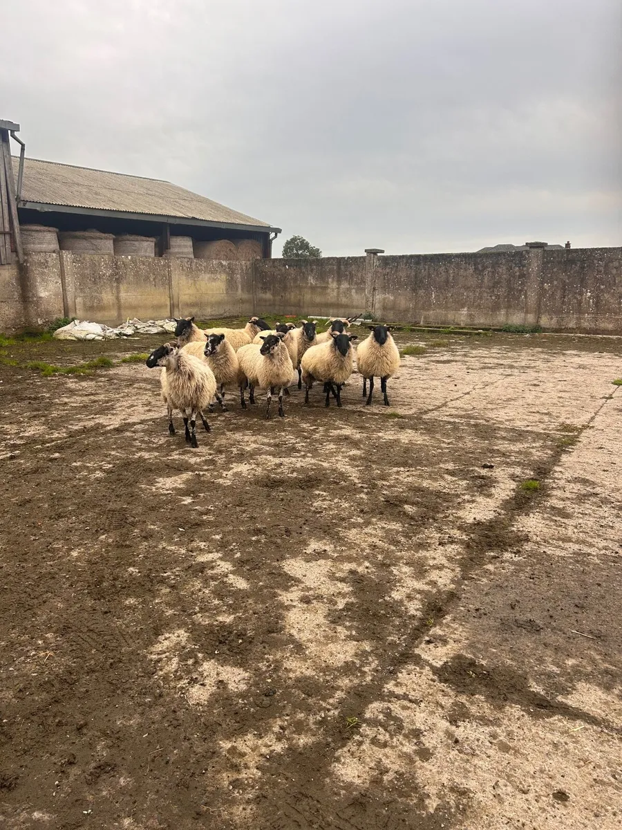 Sheep  for sale - Image 3