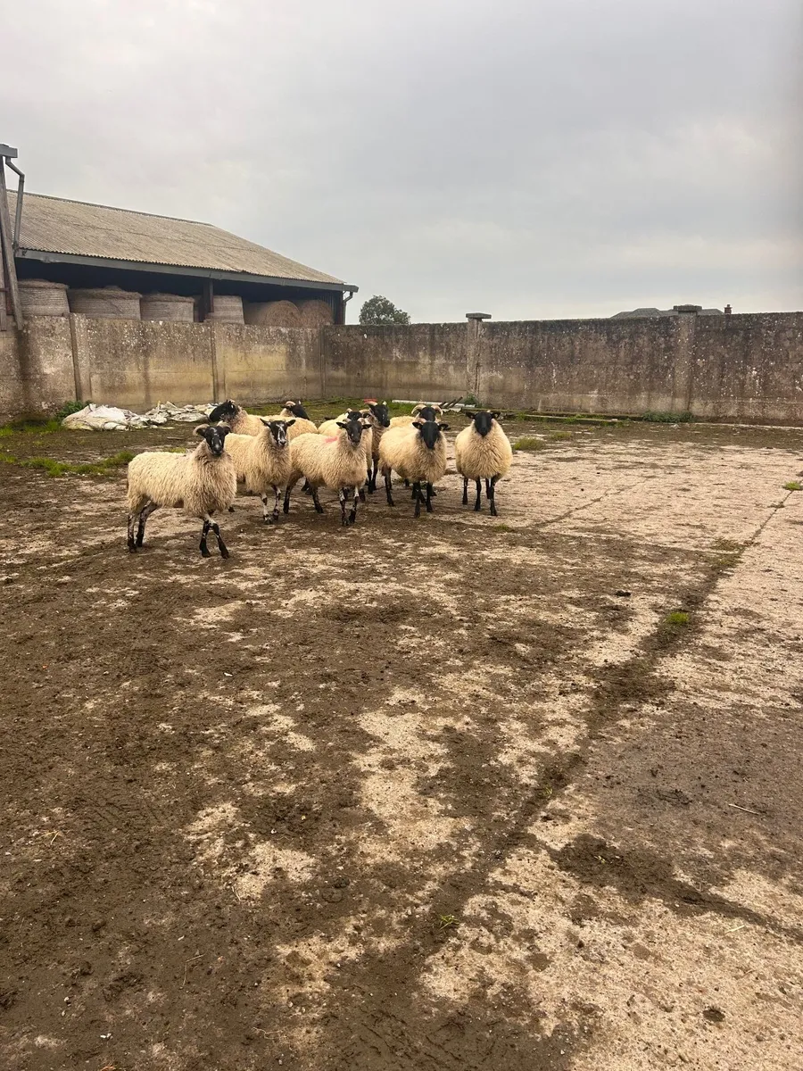Sheep  for sale - Image 4
