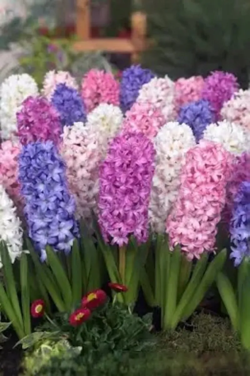 Garden Bulbs - Image 3