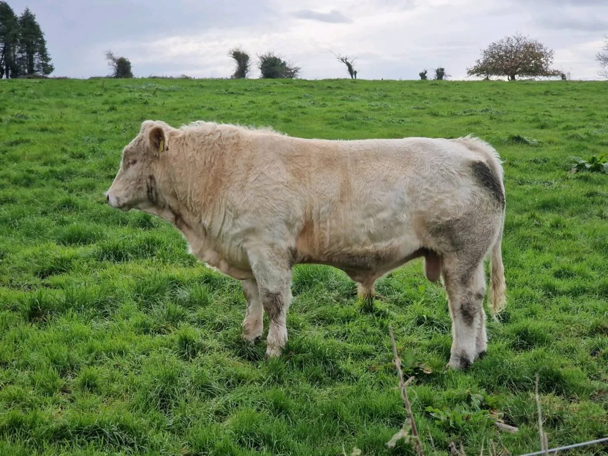 Young PBR CH bull and LM bull weanling - Image 1