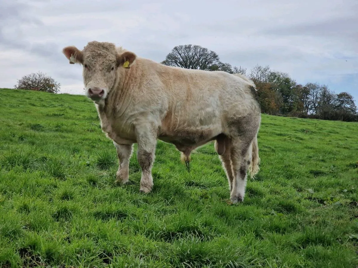 Young PBR CH bull and LM bull weanling - Image 2