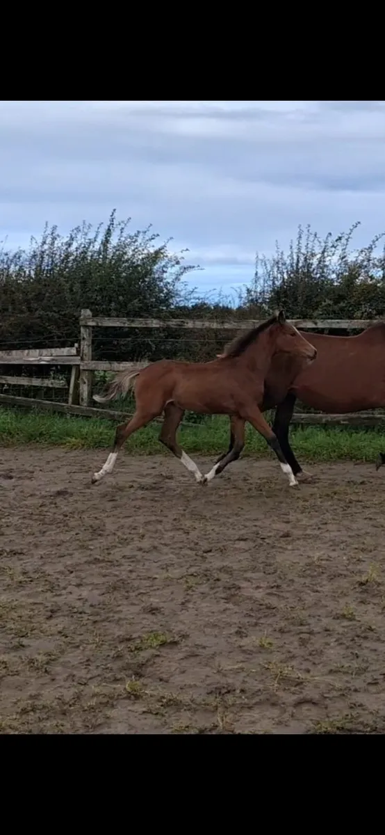 Filly foal - Image 1