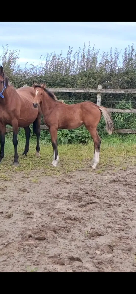 Filly foal - Image 2