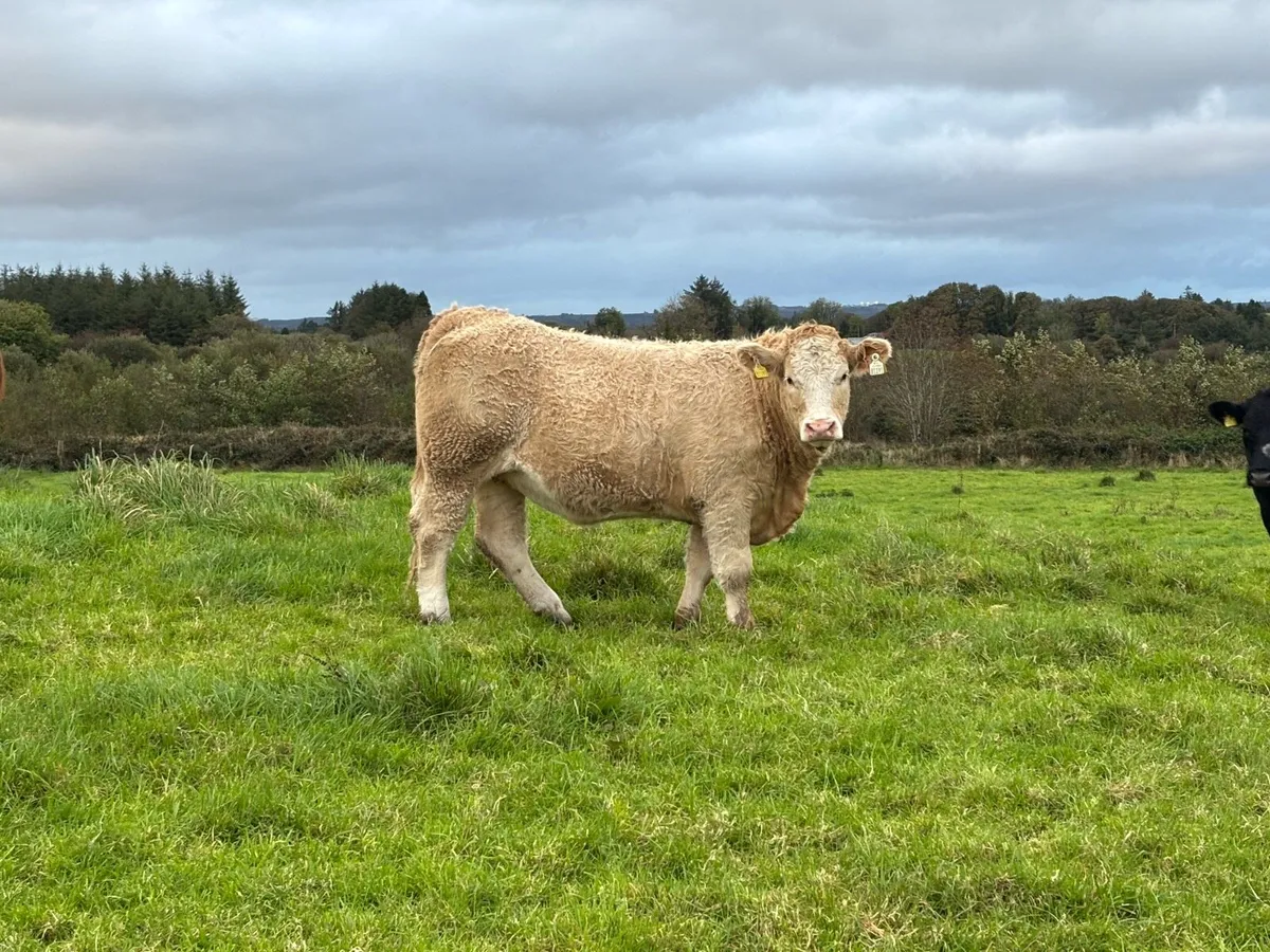 5 Organic Heifers - Image 1