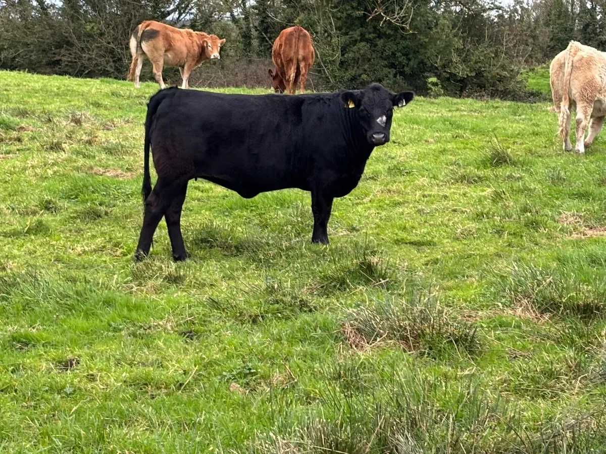 5 Organic Heifers - Image 2