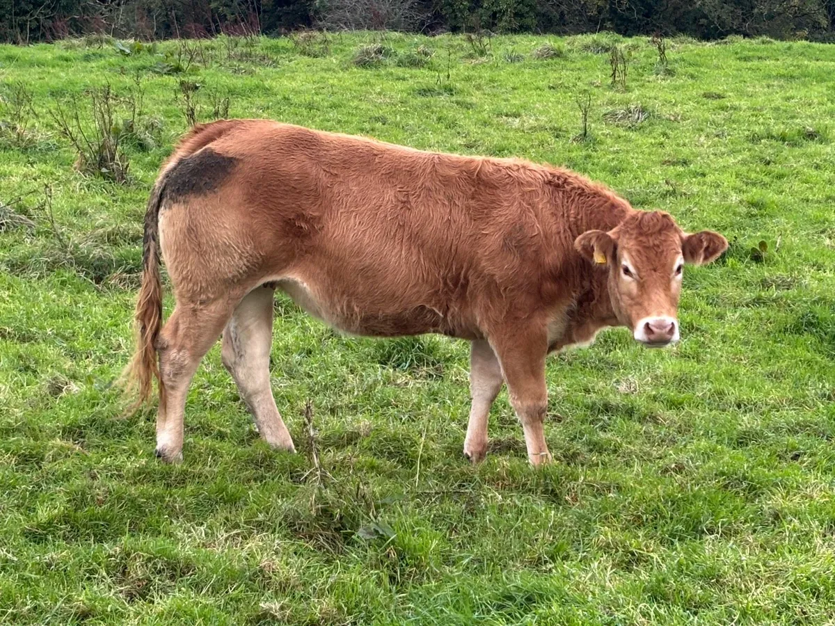 5 Organic Heifers - Image 3