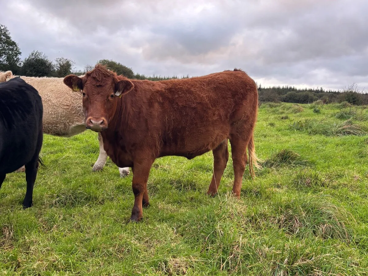 5 Organic Heifers - Image 4
