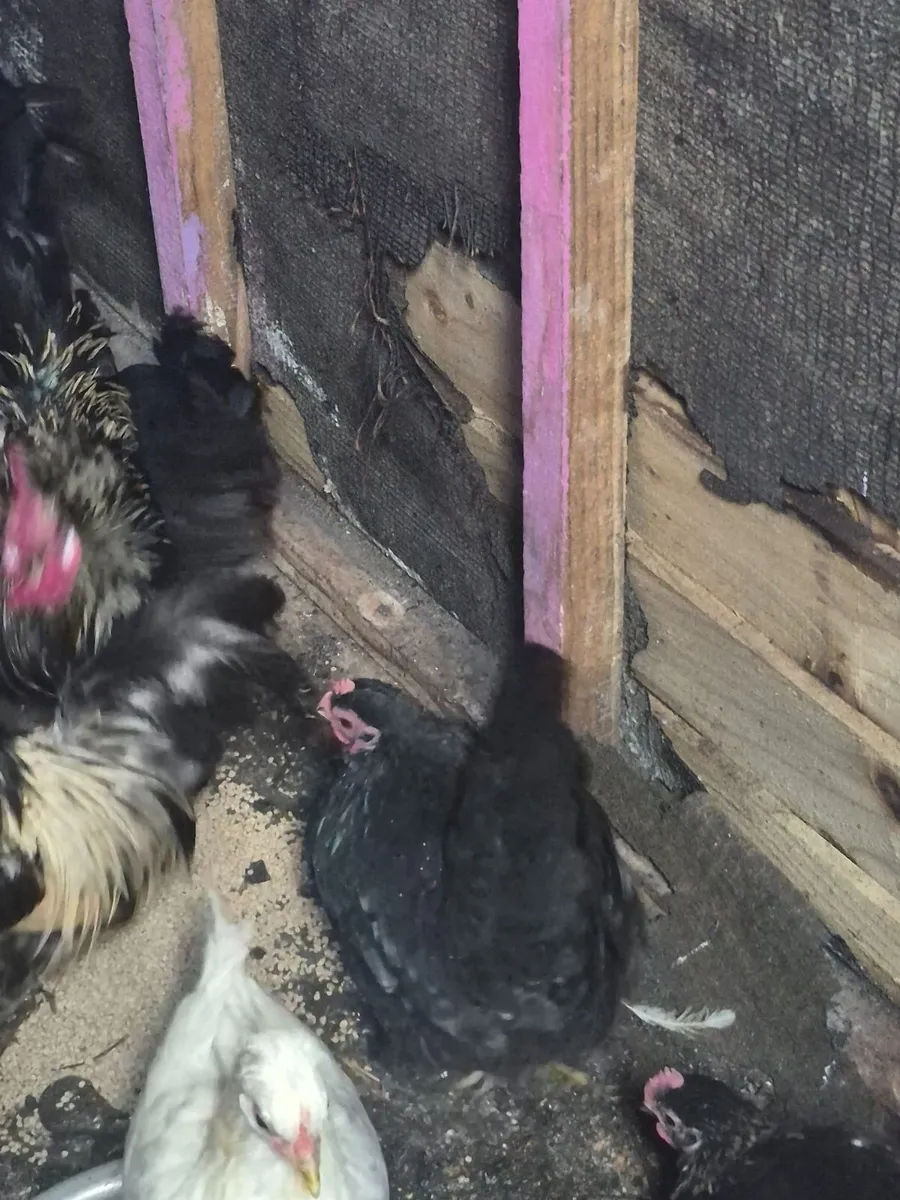 Bantams - Image 1