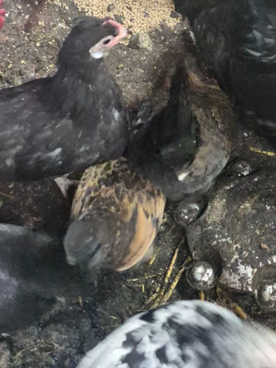 Bantams - Image 2
