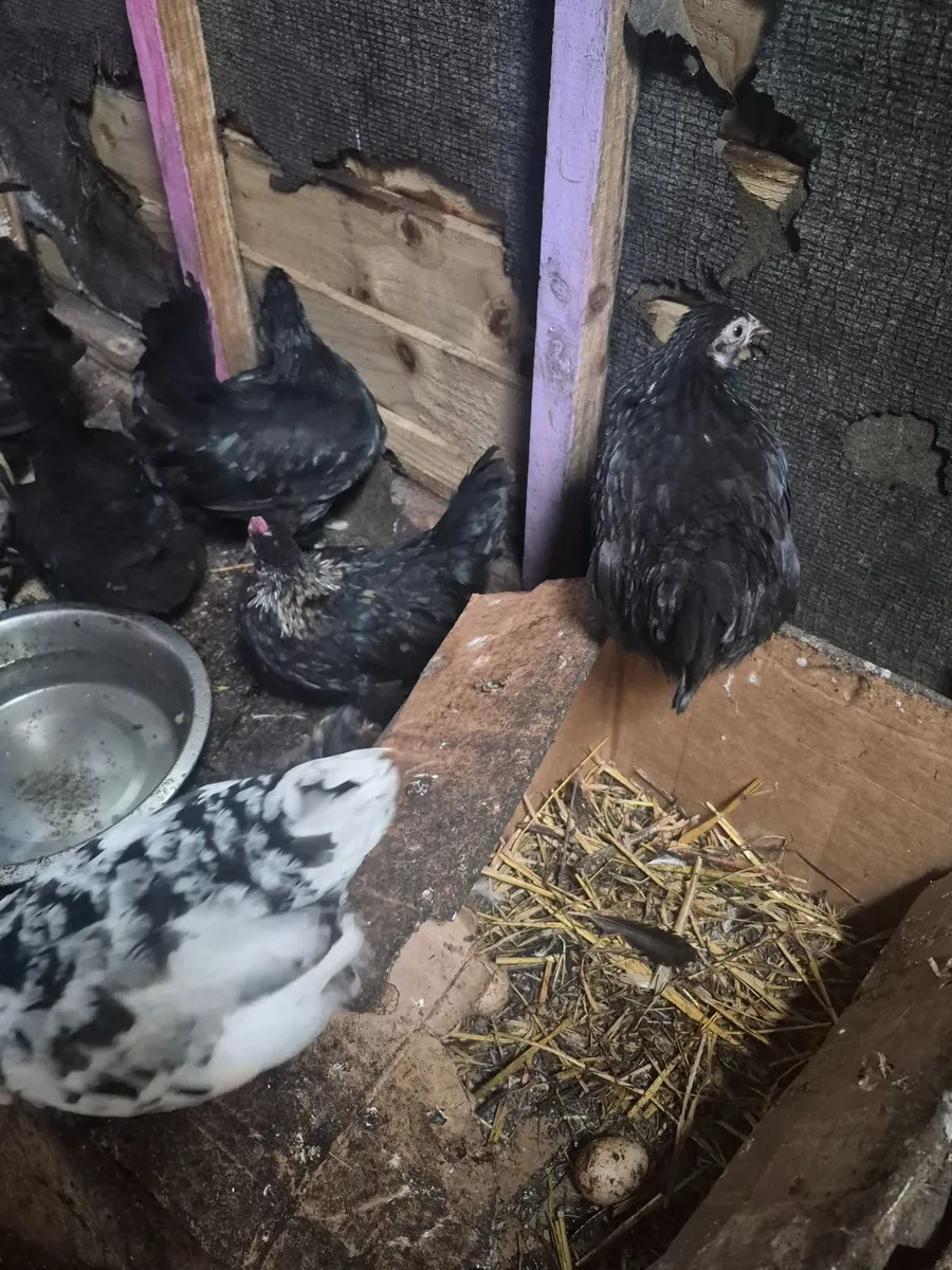 Bantams - Image 3