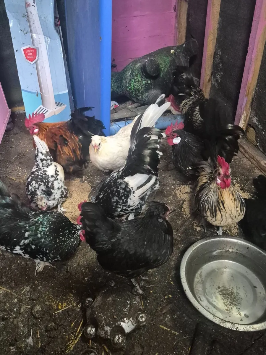 Bantams - Image 4