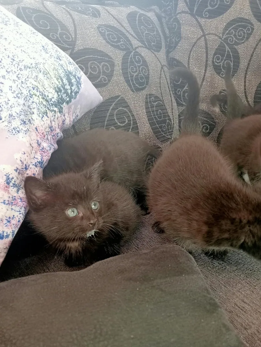 Kittens - Image 3