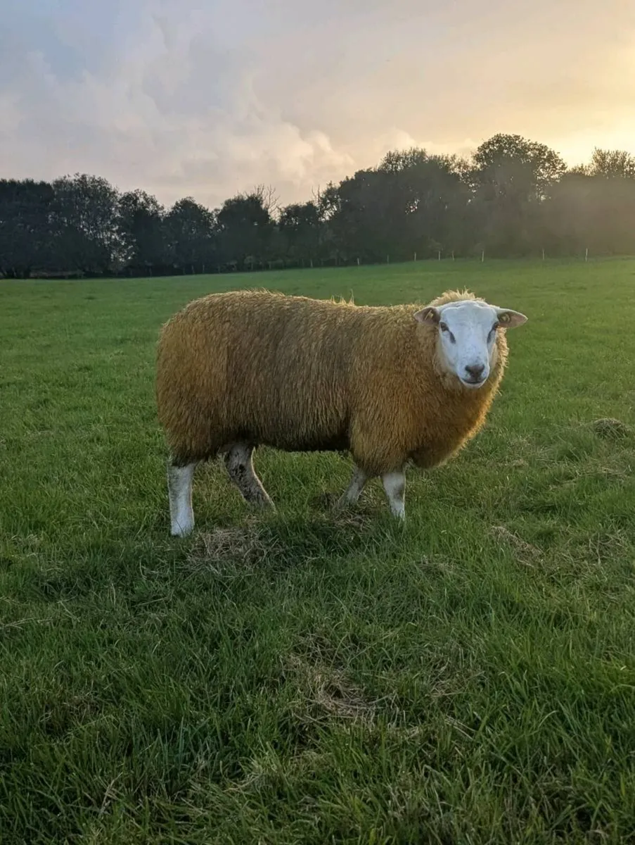 Pedigree Belclare Rams, SIS - Image 3