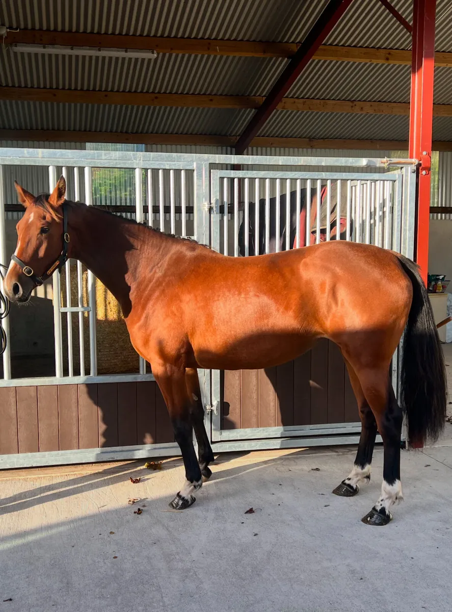 Mare in foal - Image 1