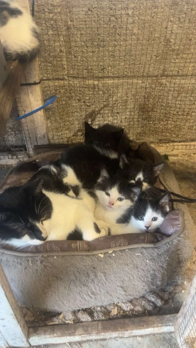Kittens - Image 1