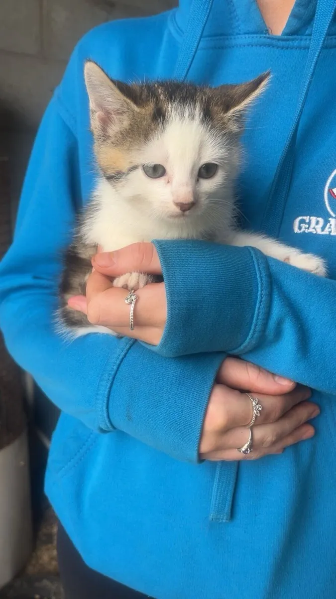 Kittens - Image 2