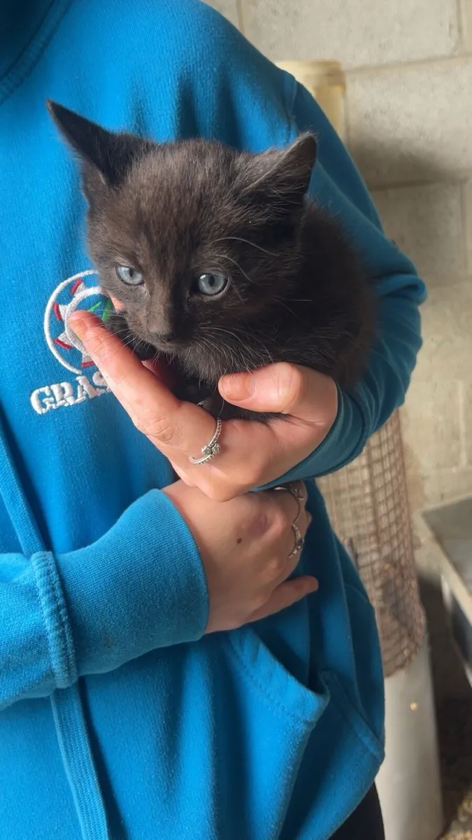 Kittens - Image 3