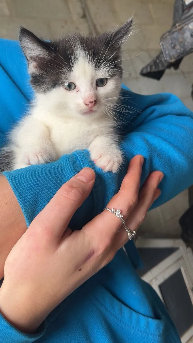 Kittens - Image 4