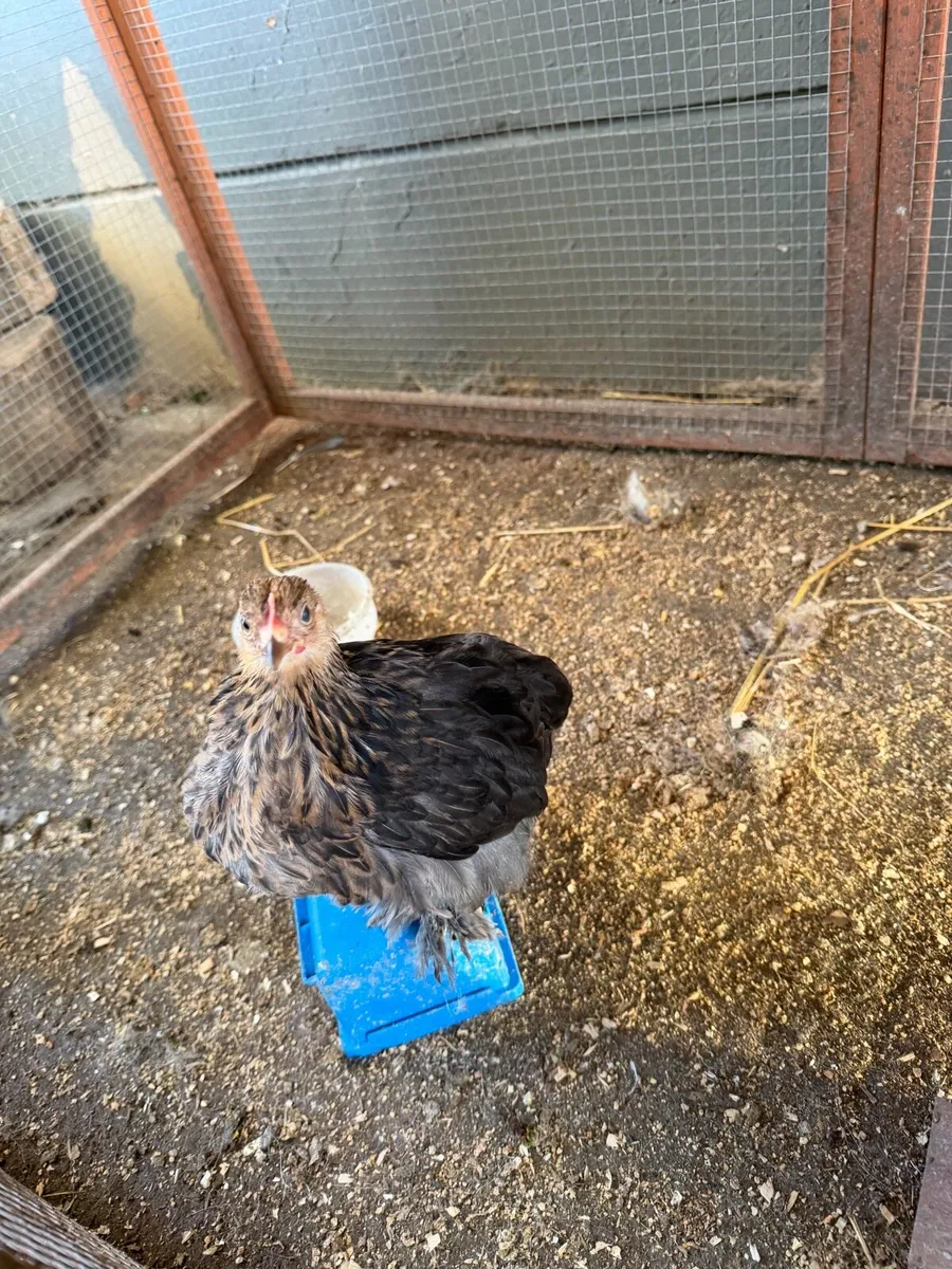 Pekin bantams - Image 3