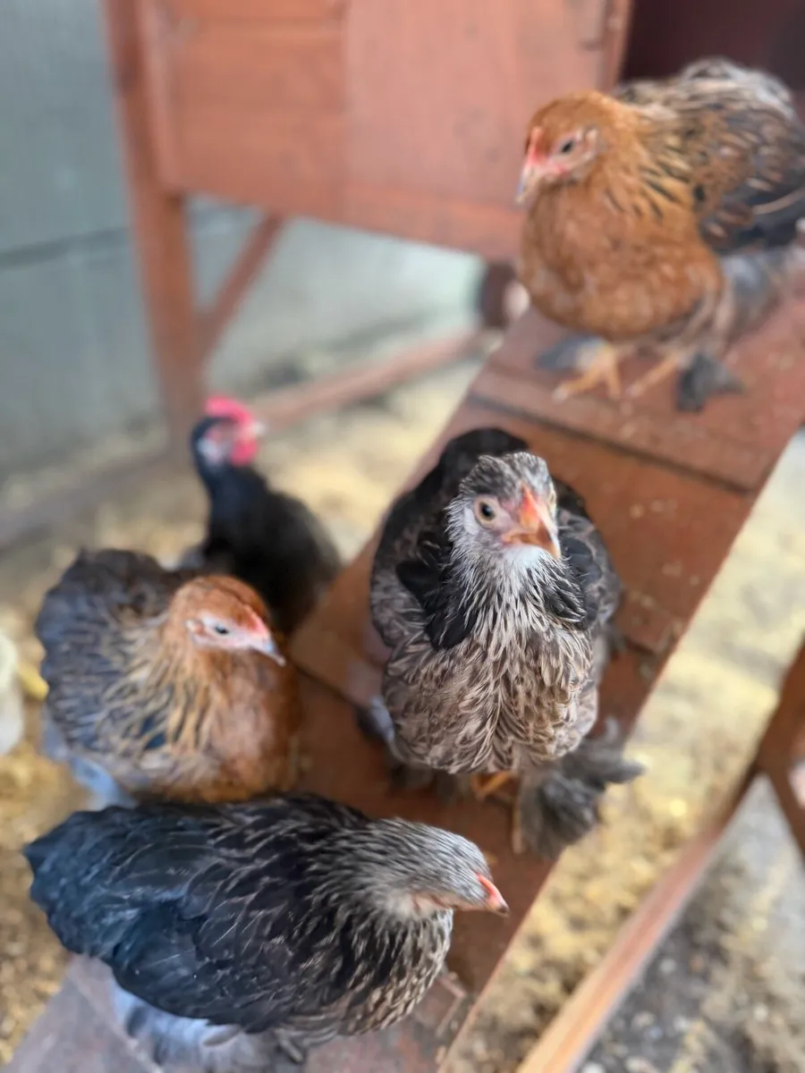 Pekin bantams - Image 1