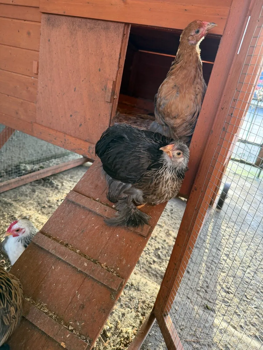 Pekin bantams - Image 2