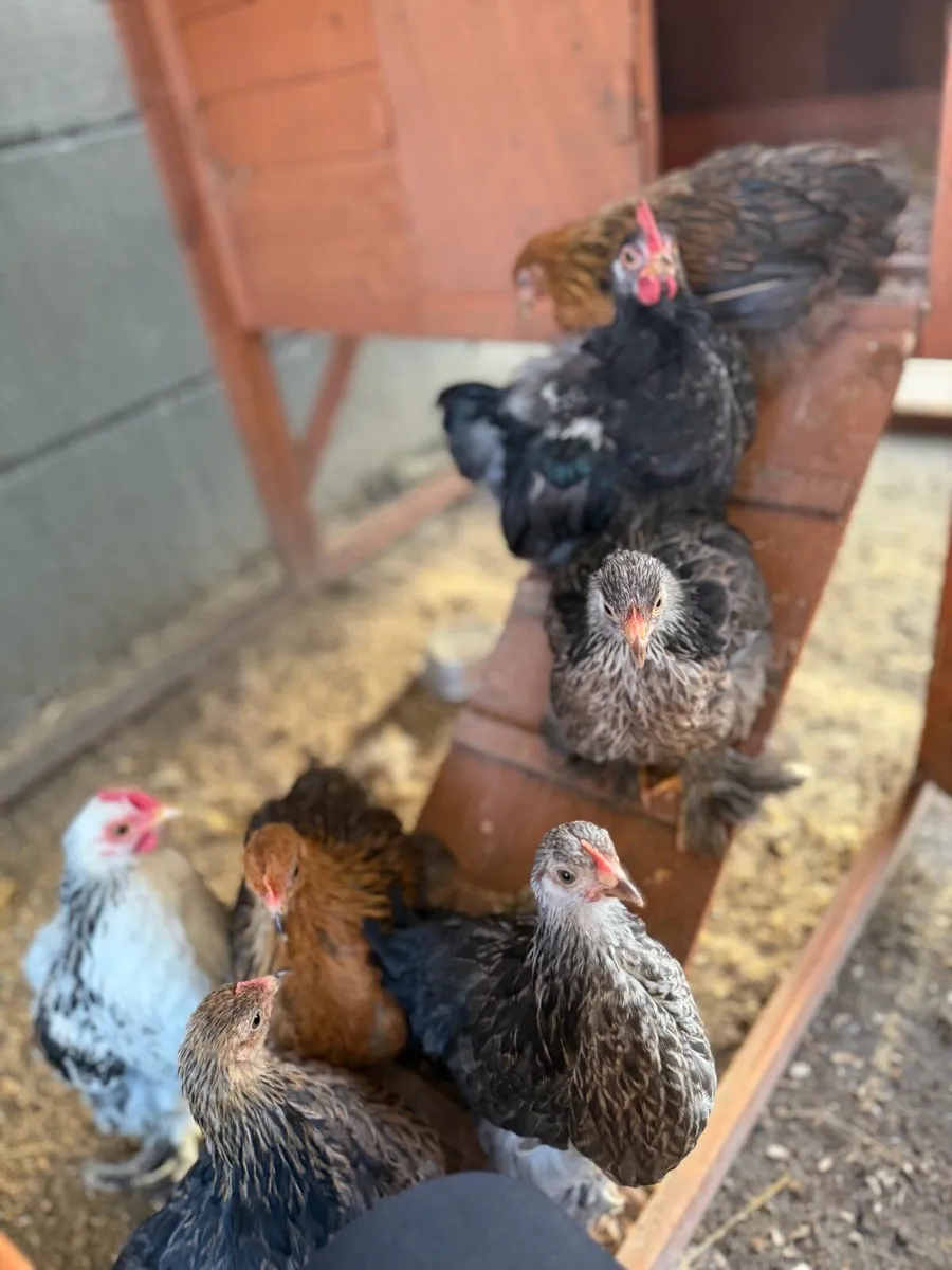 Pekin bantams - Image 4