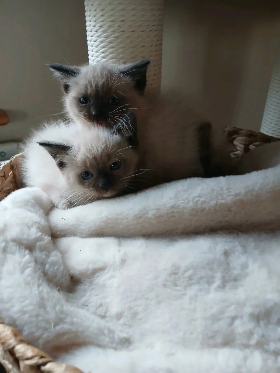 Ragdoll kittens - Image 4