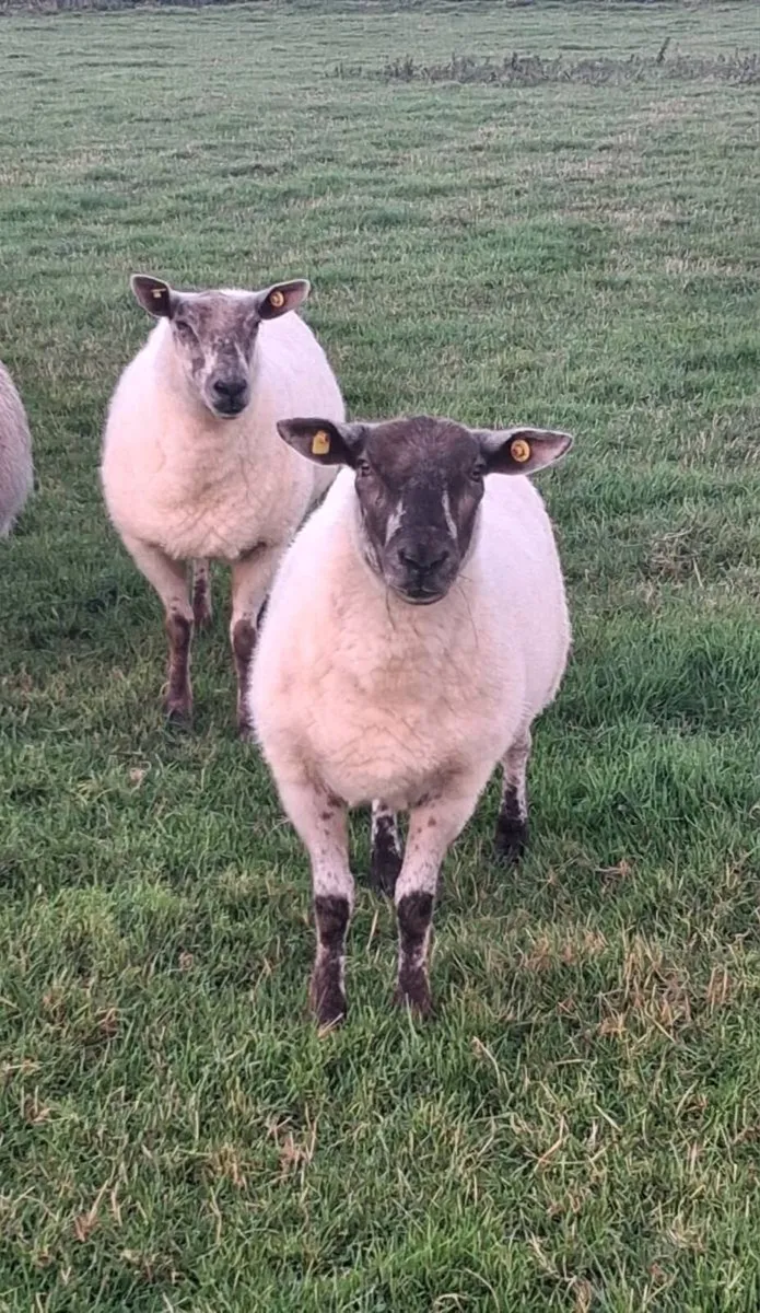 Ewe hoggets for sale - Image 1