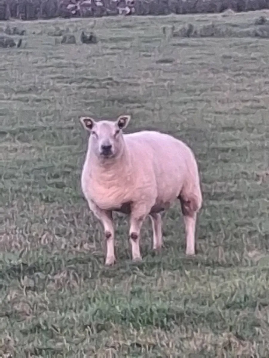 Ewe hoggets for sale - Image 2