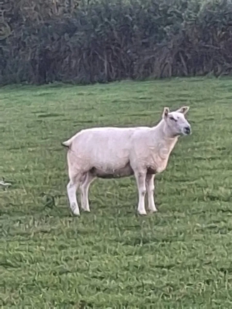 Ewe hoggets for sale - Image 3