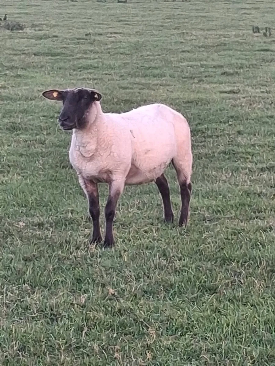 Ewe hoggets for sale - Image 4