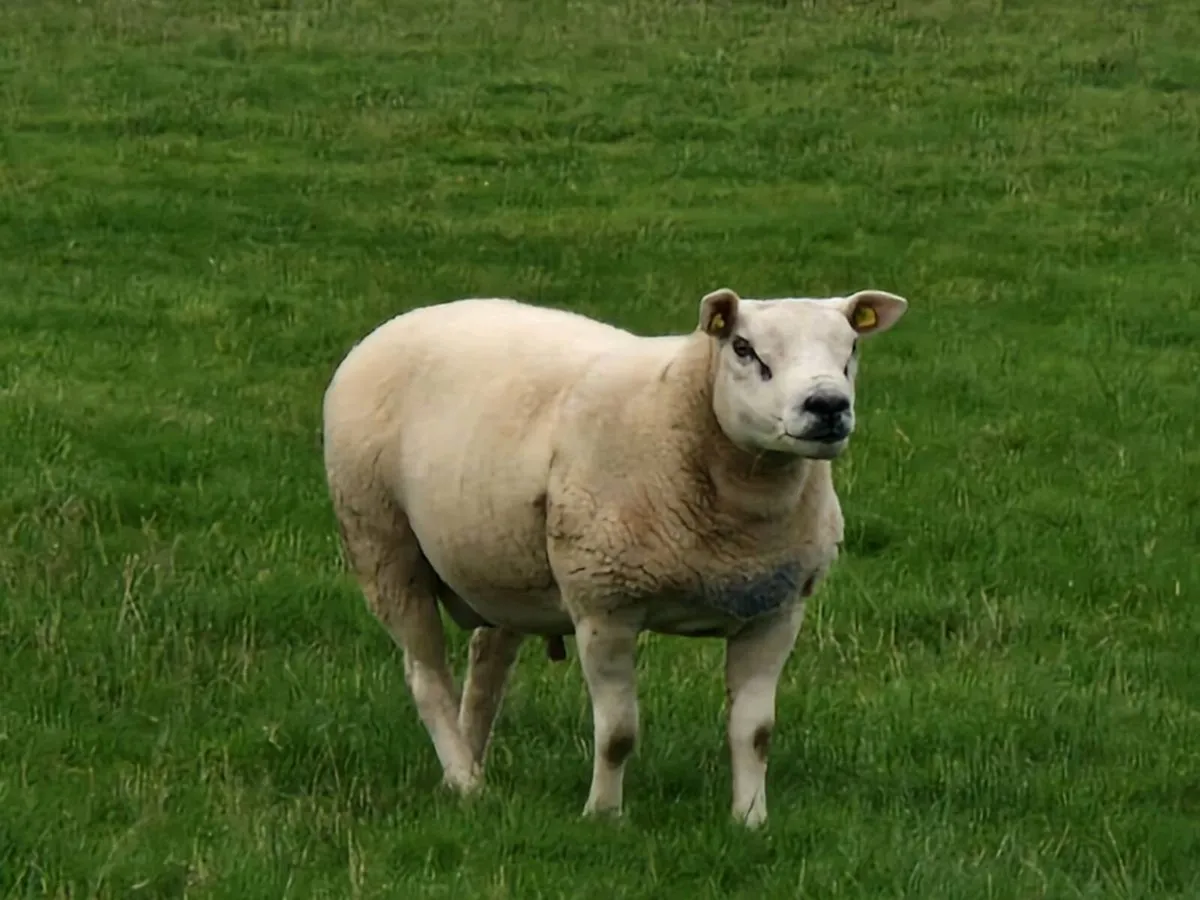 Texel ram - Image 1