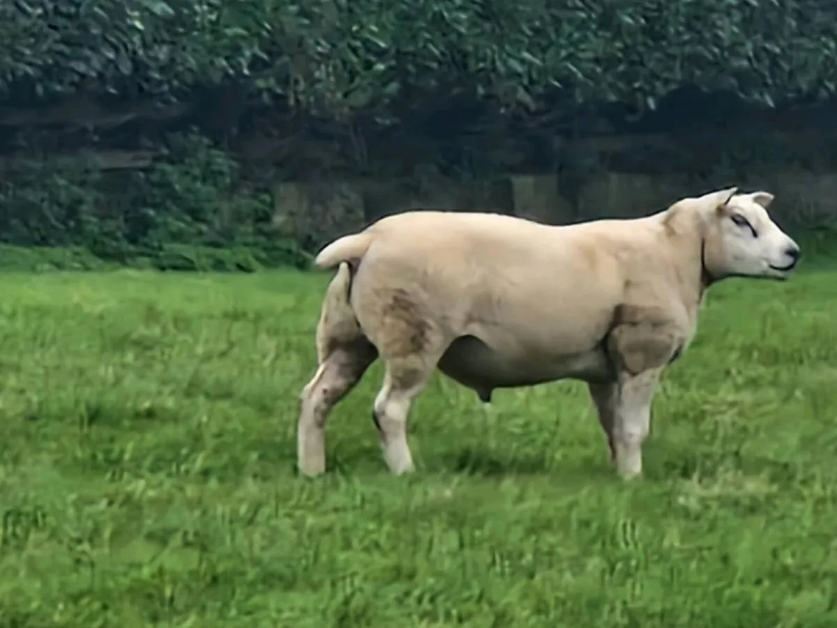 Texel ram - Image 2