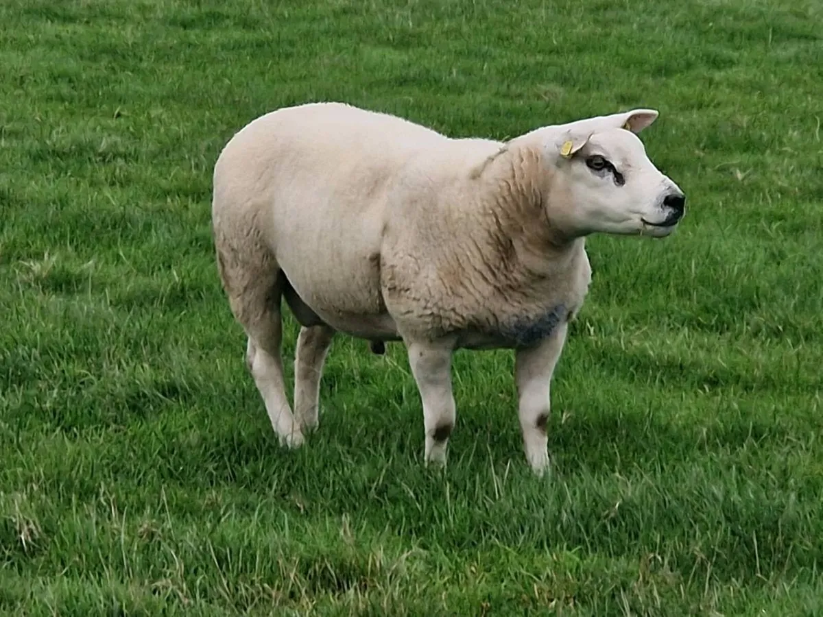 Texel ram - Image 3